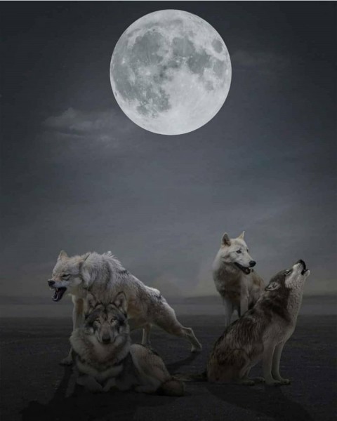 Moon And Fox Editing PicsArt Background HD Background