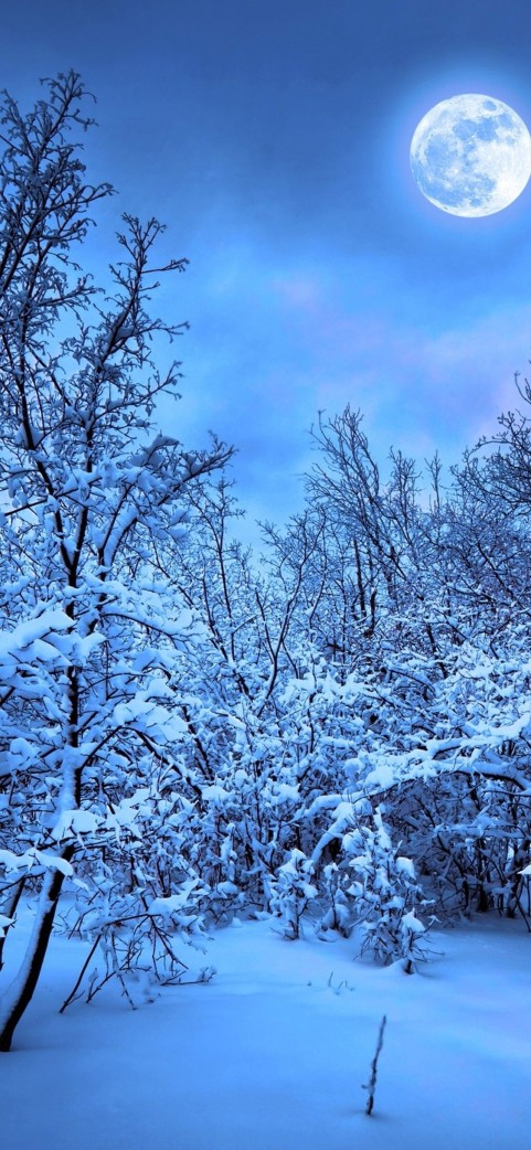 Moon Green Winter Tree Background HD Download