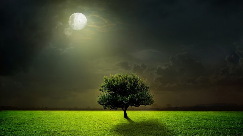 Moon Night Single Tree Background HD Download