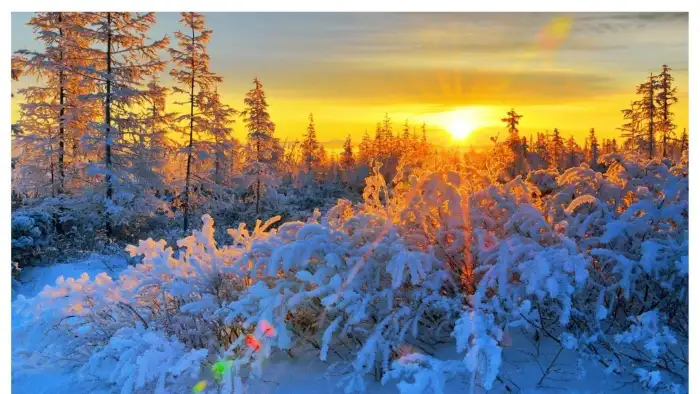 Morning Sunrise Winter Forest Background HD Wallpaper