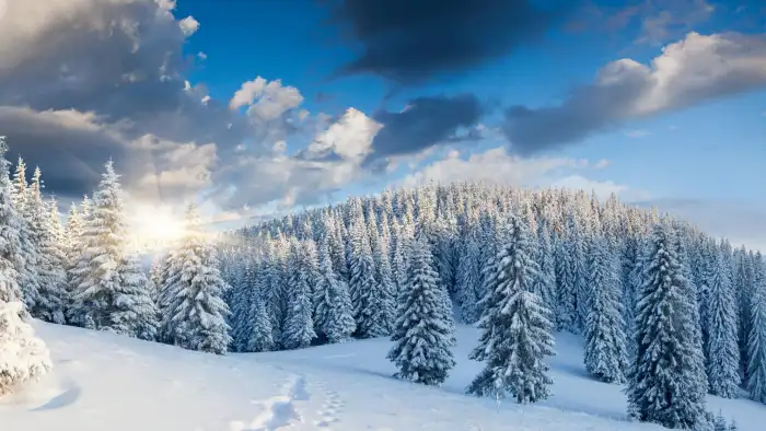 Morning Winter Forest Background HD Wallpaper Free