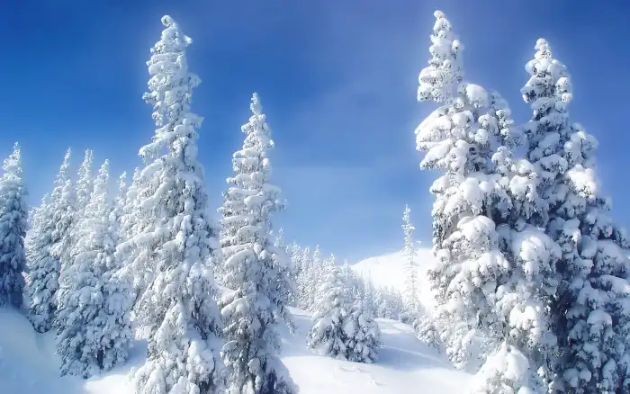 Mountain Blue Sky Winter Forest Background HD Wallpapers