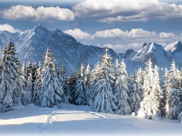 Mountain Road Winter Forest Background HD Wallpapers