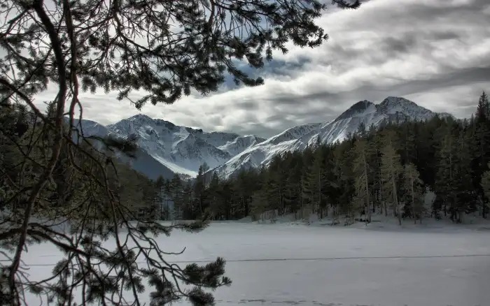 Mountain Winter Forest Background HD Photos