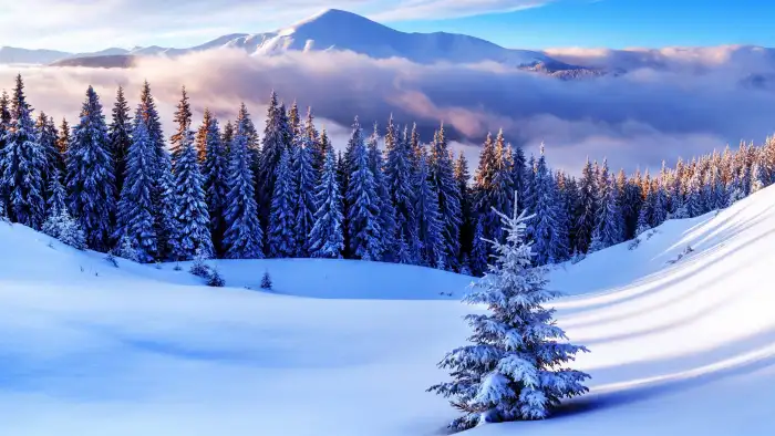 Mountain Winter Ice Forest Background HD Wallpapers