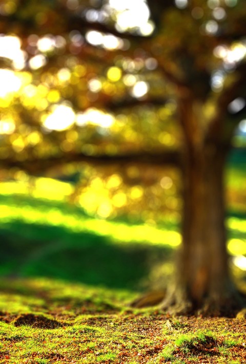 Nature Blur Tree  Picsart Editing Background HD Download