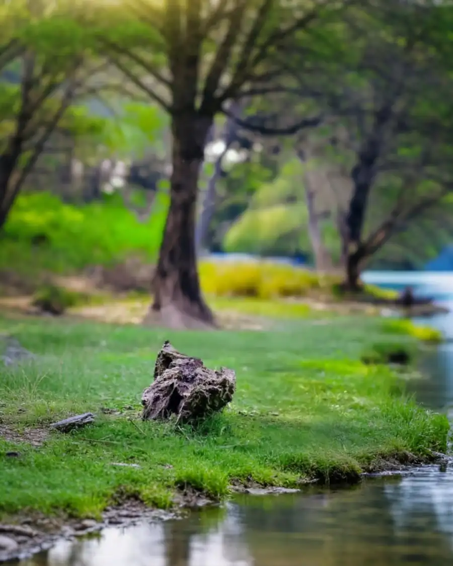 Nature Editing Squirrel On Grass By A Pond Tree Background