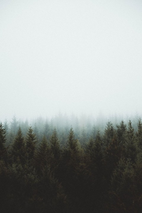 Nature Fog Pine Tree Background HD Download