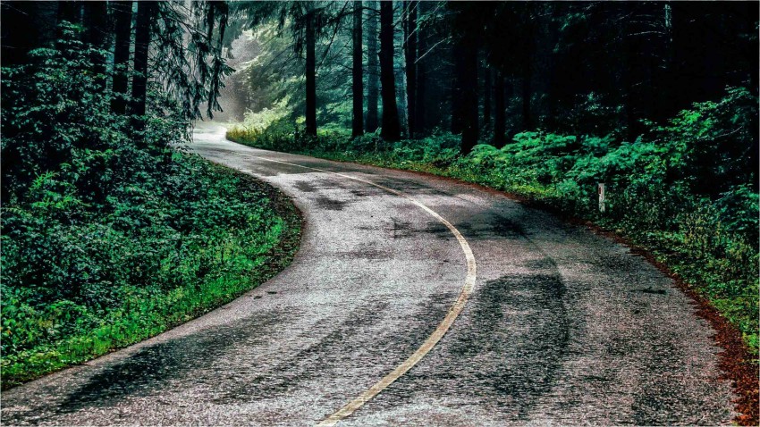 Nature Forest Tree Road Background Full HD Download