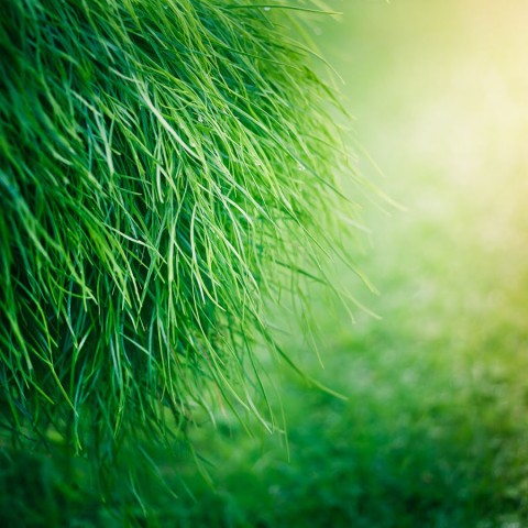 Nature Grass Background Images Photos Download