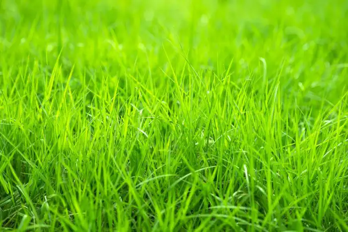 Nature Green Field Of Grass Background HD Images Free