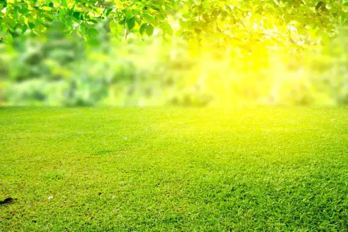 Nature Green Field Of Grass Background HD Images Free