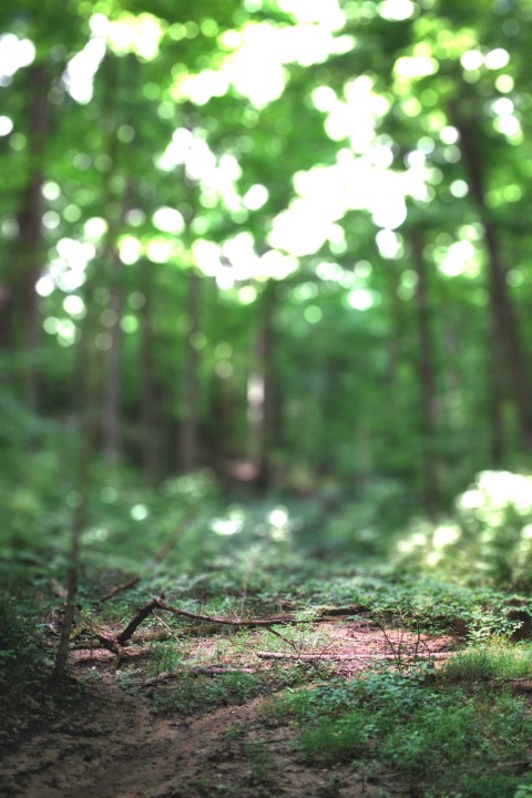 Nature Green Tree CB  Editing Background HD Download