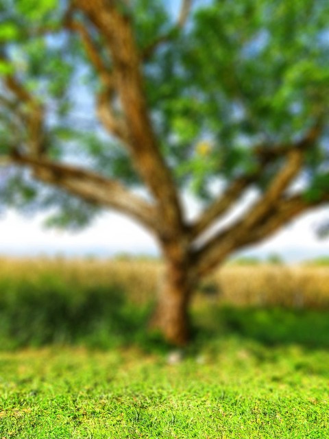 Nature Green Tree CB  Editing Background HD Download