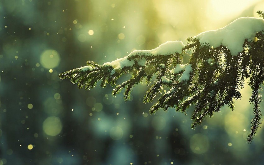 Nature Green Winter Tree Background HD Download