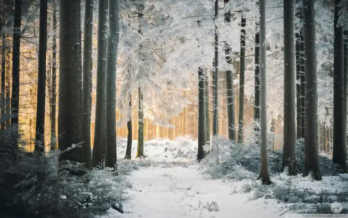 Nature Road Path Winter Forest Background HD Images