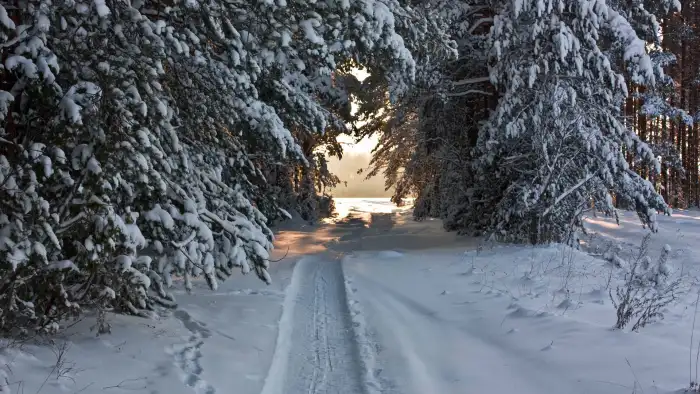 Nature Road Path Winter Forest Background HD Images