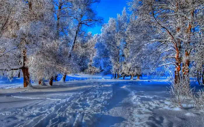 Nature Road Path Winter Forest Background HD Images