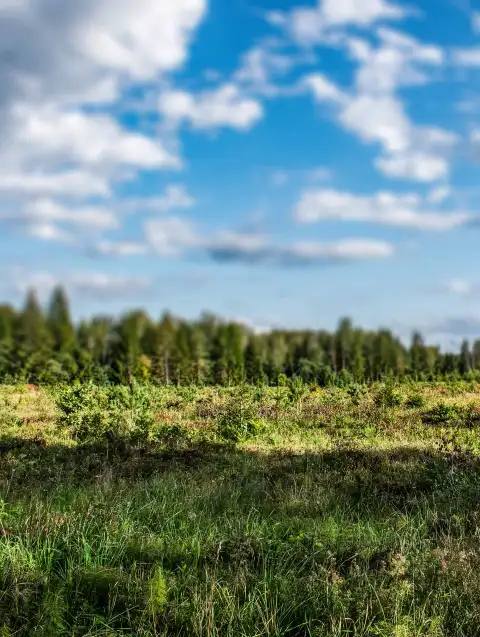 Nature Sky With Tree  Editing Background HD Download