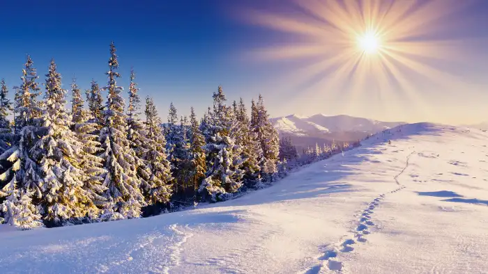 Nature Sunrise Wintersun Forest Background HD Wallpaper