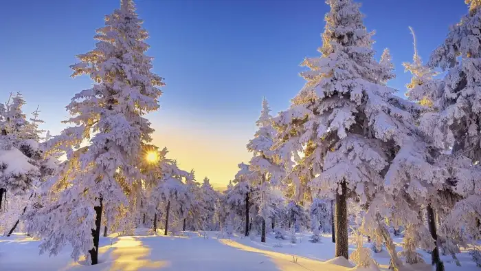 Nature Sunrise Wintersun Forest Background HD Wallpaper