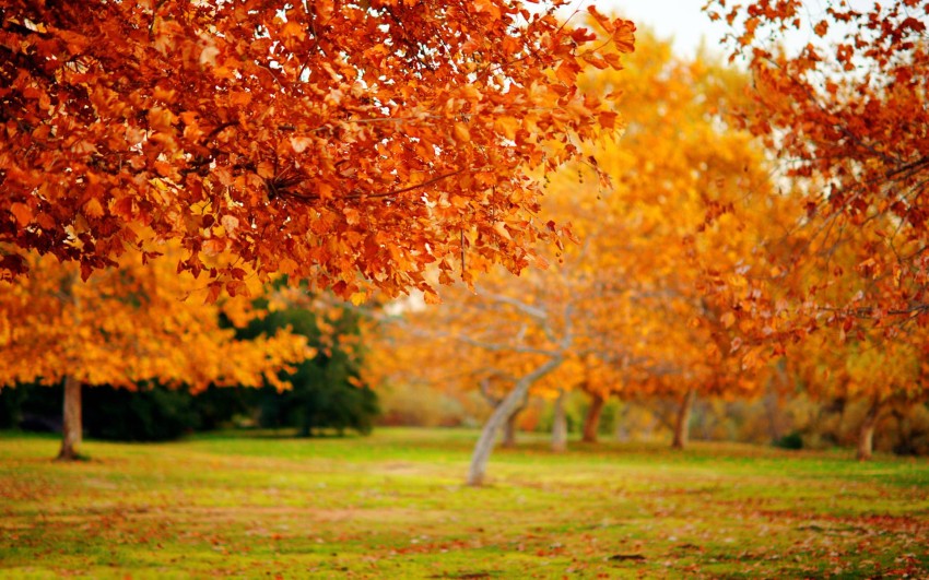 Nature Tree Autumn Background HD Download