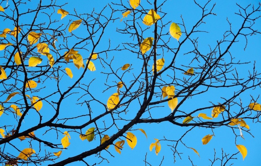 Nature Tree Autumn Background HD Download