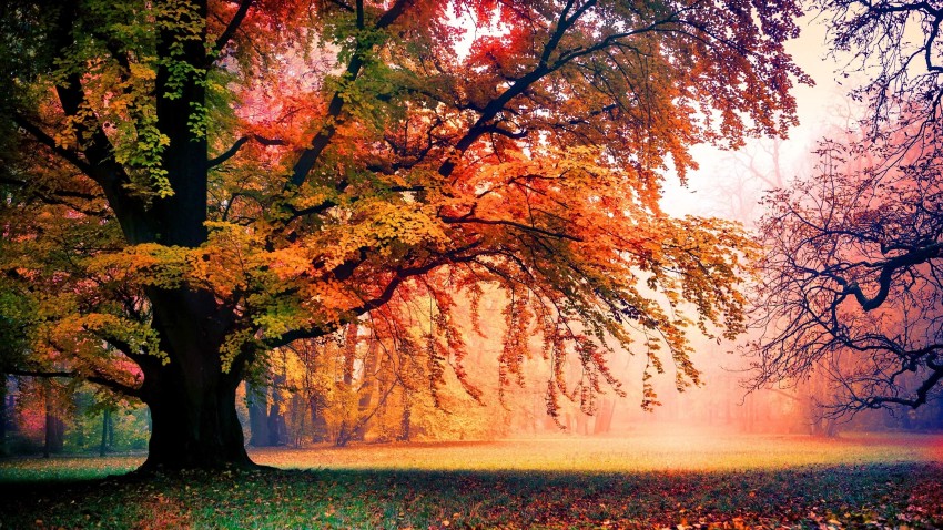 Nature Tree Autumn Background HD Download