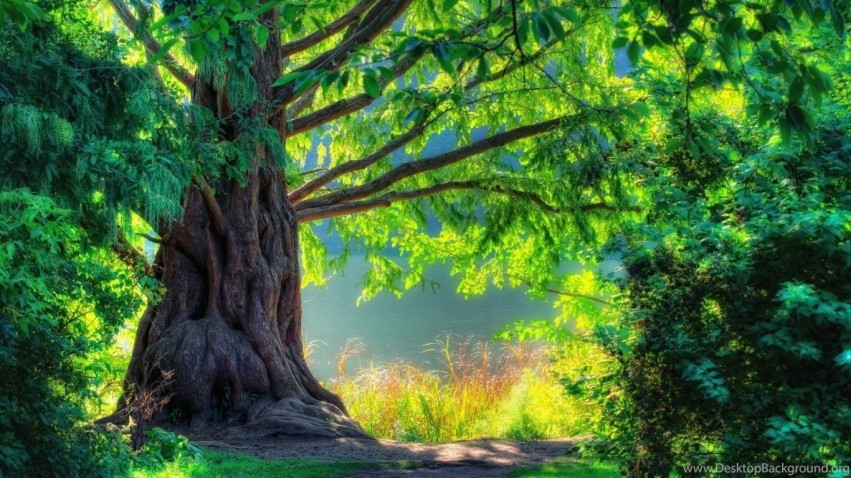 Nature Tree Background Full HD Images Download