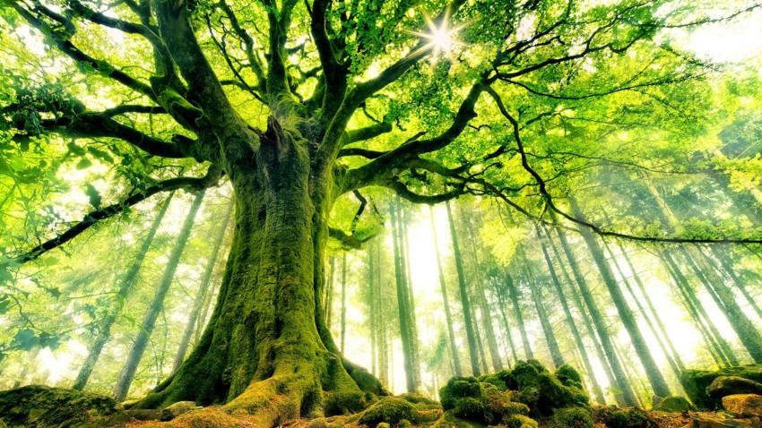 Nature Tree Background Full HD Images Download