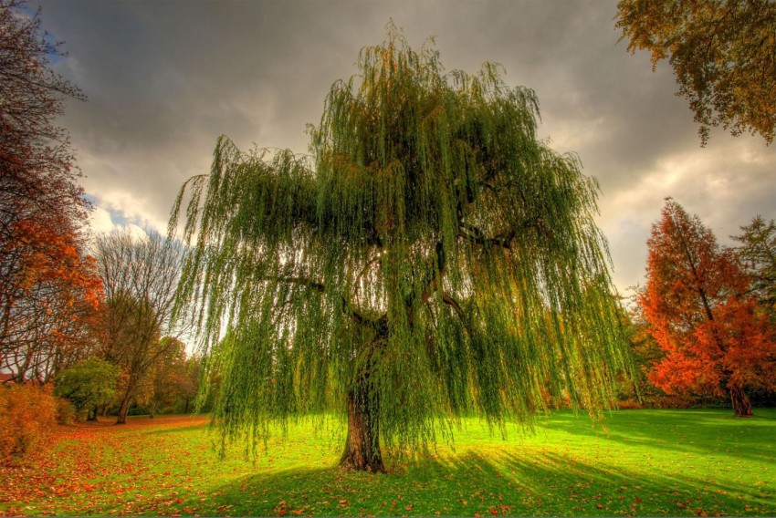 Nature Tree Background HD Download