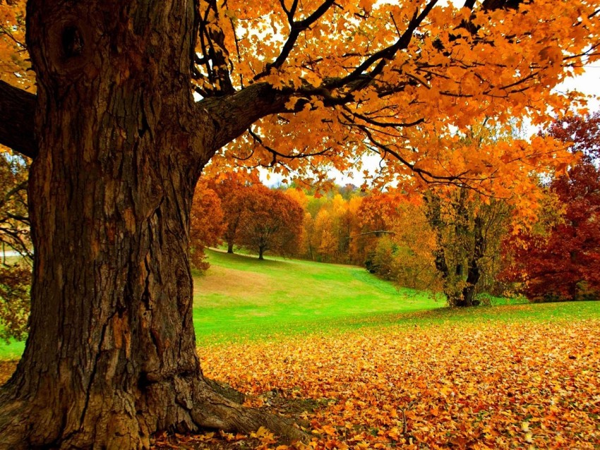 Nature Tree Background HD Download