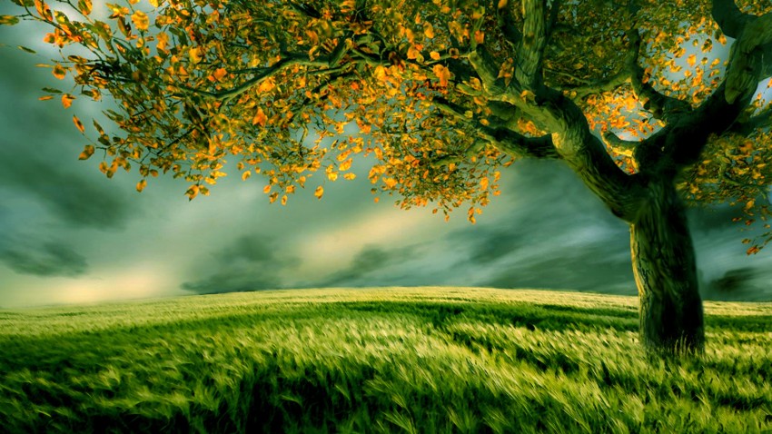 Nature Tree Background HD Images Photos Download