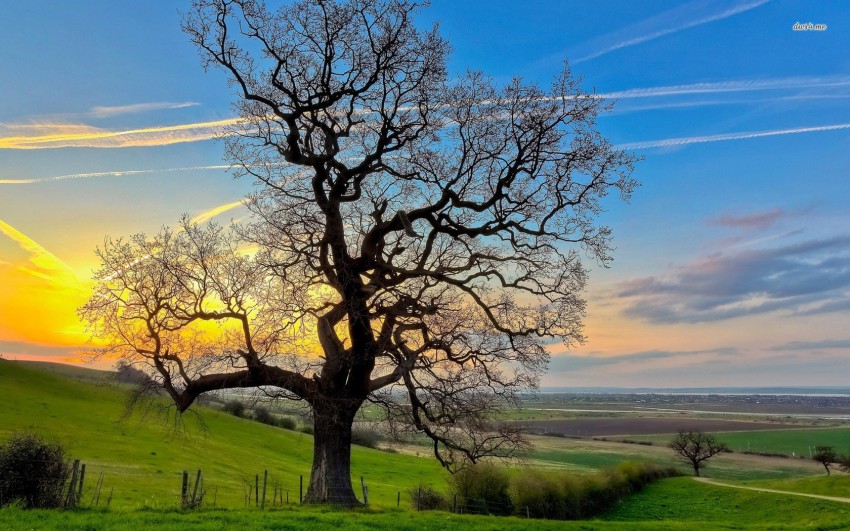 Nature Tree Background HD Images Photos Download