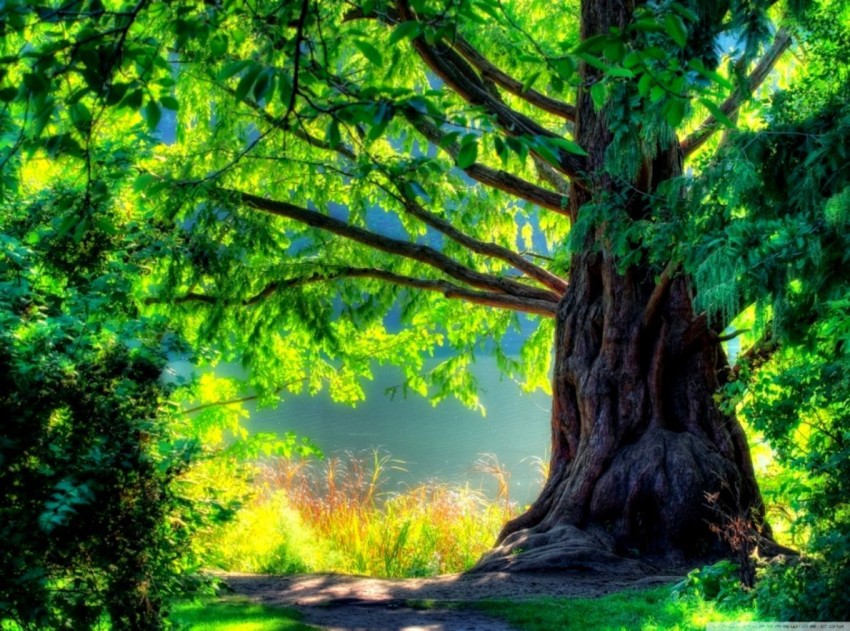 Nature Tree Editing Wallpaper Background HD Download