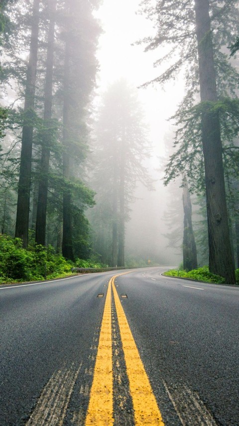 Nature Tree  Road Background  Full HD   Download Free