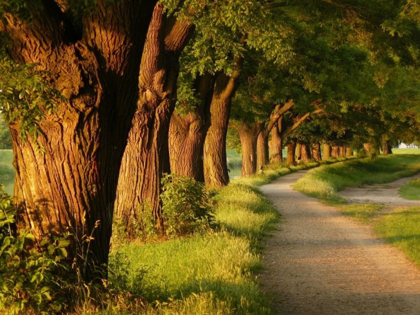 Nature Tree Road Wallpaper Background HD Download