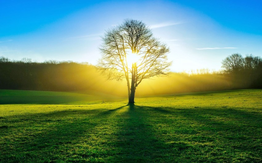 Nature Tree With Blue Sky Background HD Download