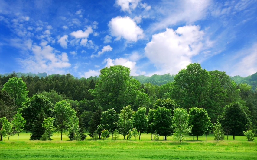 Nature Tree With Blue Sky Background HD Download