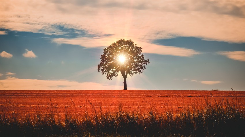 Nature Tree With Blue Sky Background HD Download