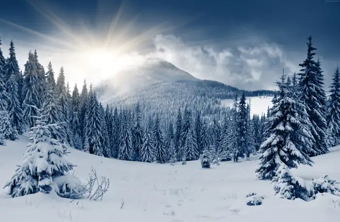 Nature Wintersun Forest Background HD Wallpaper