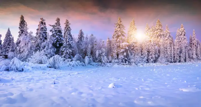 Nature Wintersun Forest Background HD Wallpaper