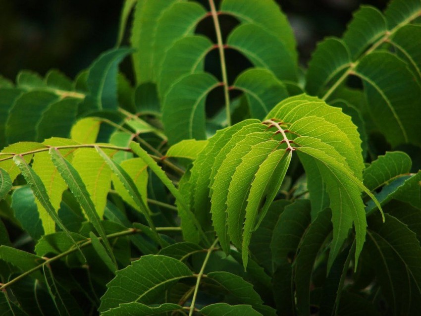 Neem Tree Background Wallpaper HD