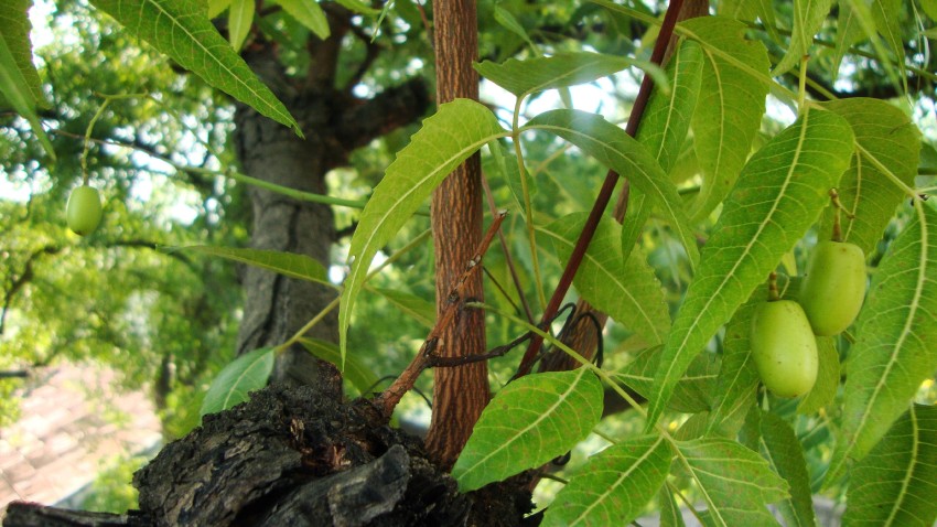 Neem Tree Background Wallpaper HD