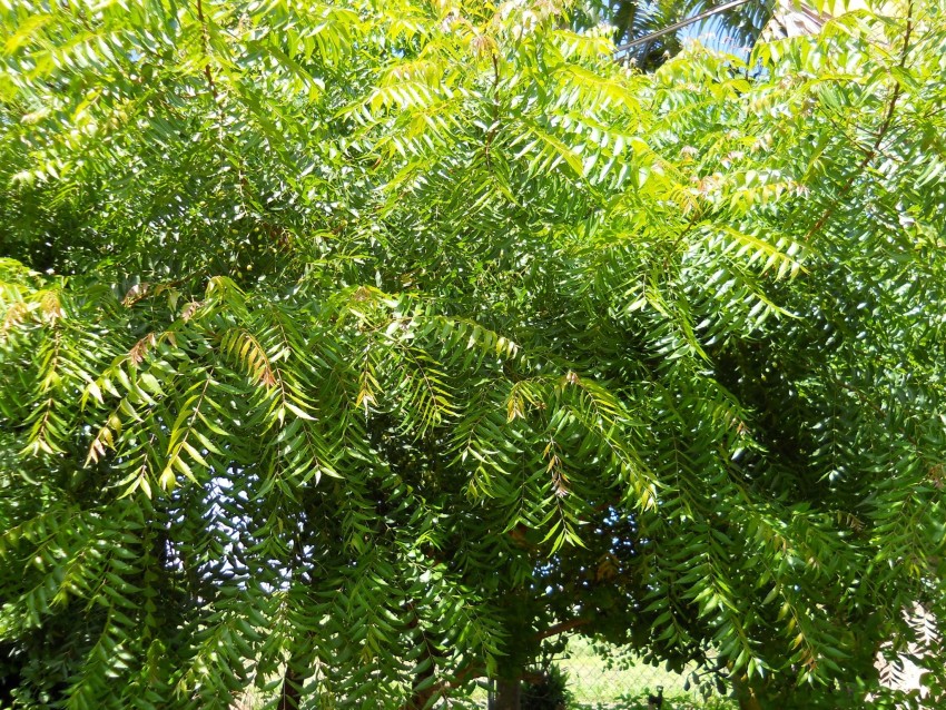 Neem Tree Background Wallpaper HD