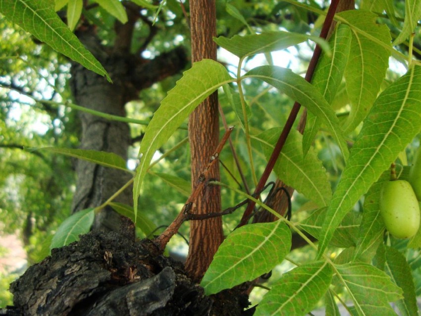 Thumbail Of Neem Tree Background