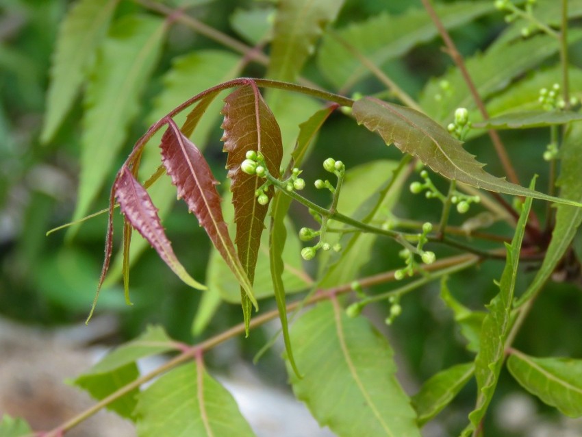 Neem Tree Background Wallpaper HD