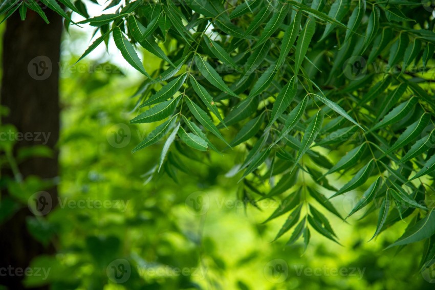 Neem Tree Background Wallpaper HD