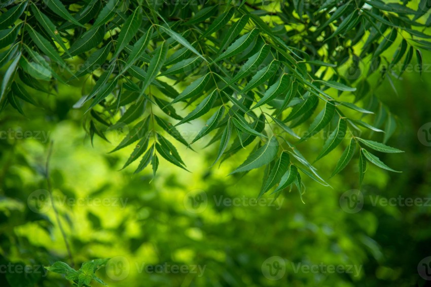 Neem Tree Background Wallpaper HD