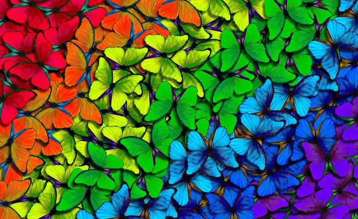 New Butterfly Background HD Images